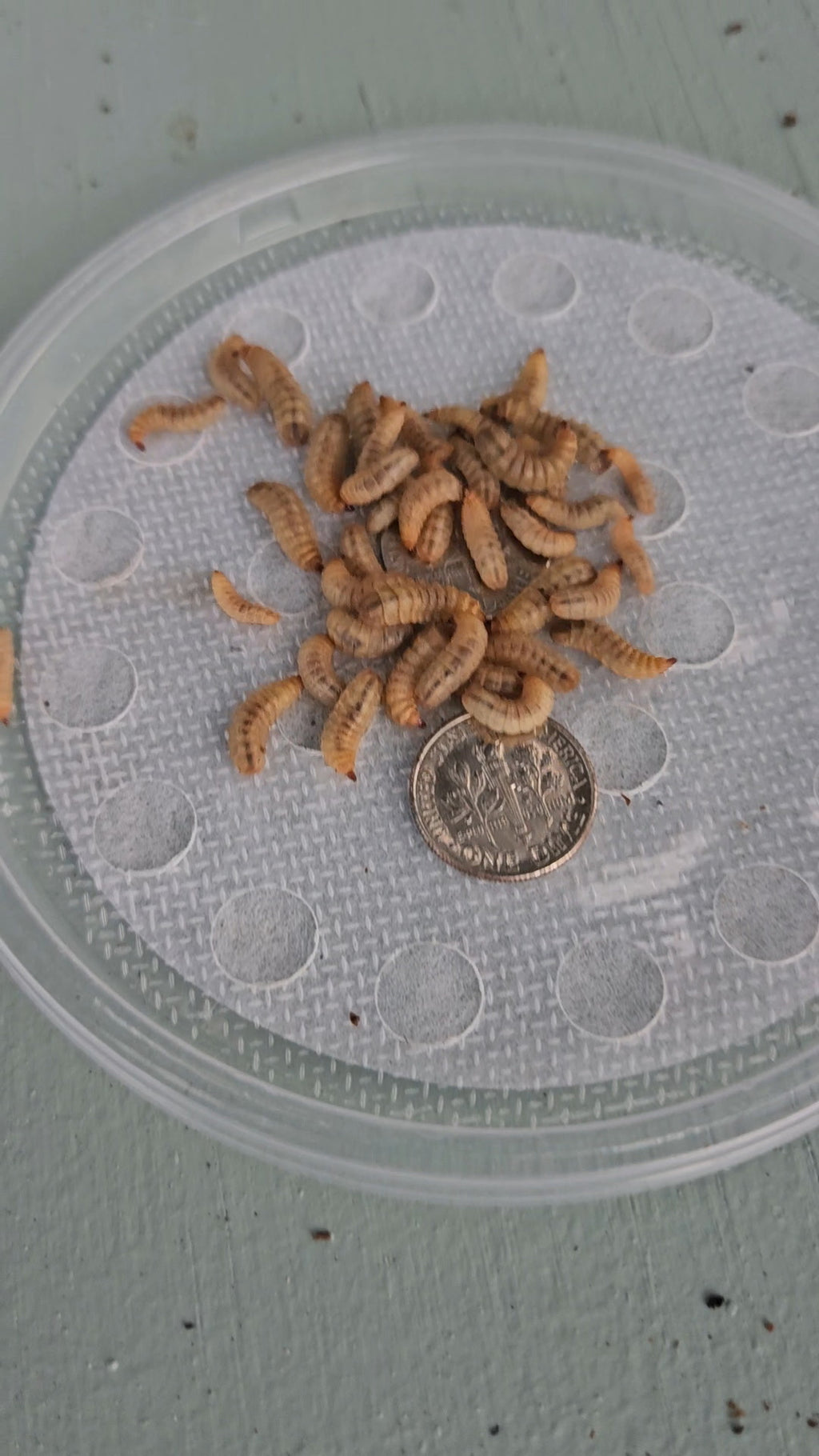 Live Black Soldier Fly Larvae, Mixed 500 Count