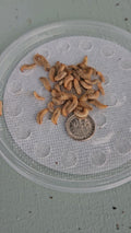 Live Black Soldier Fly Larvae, Mixed 500 Count