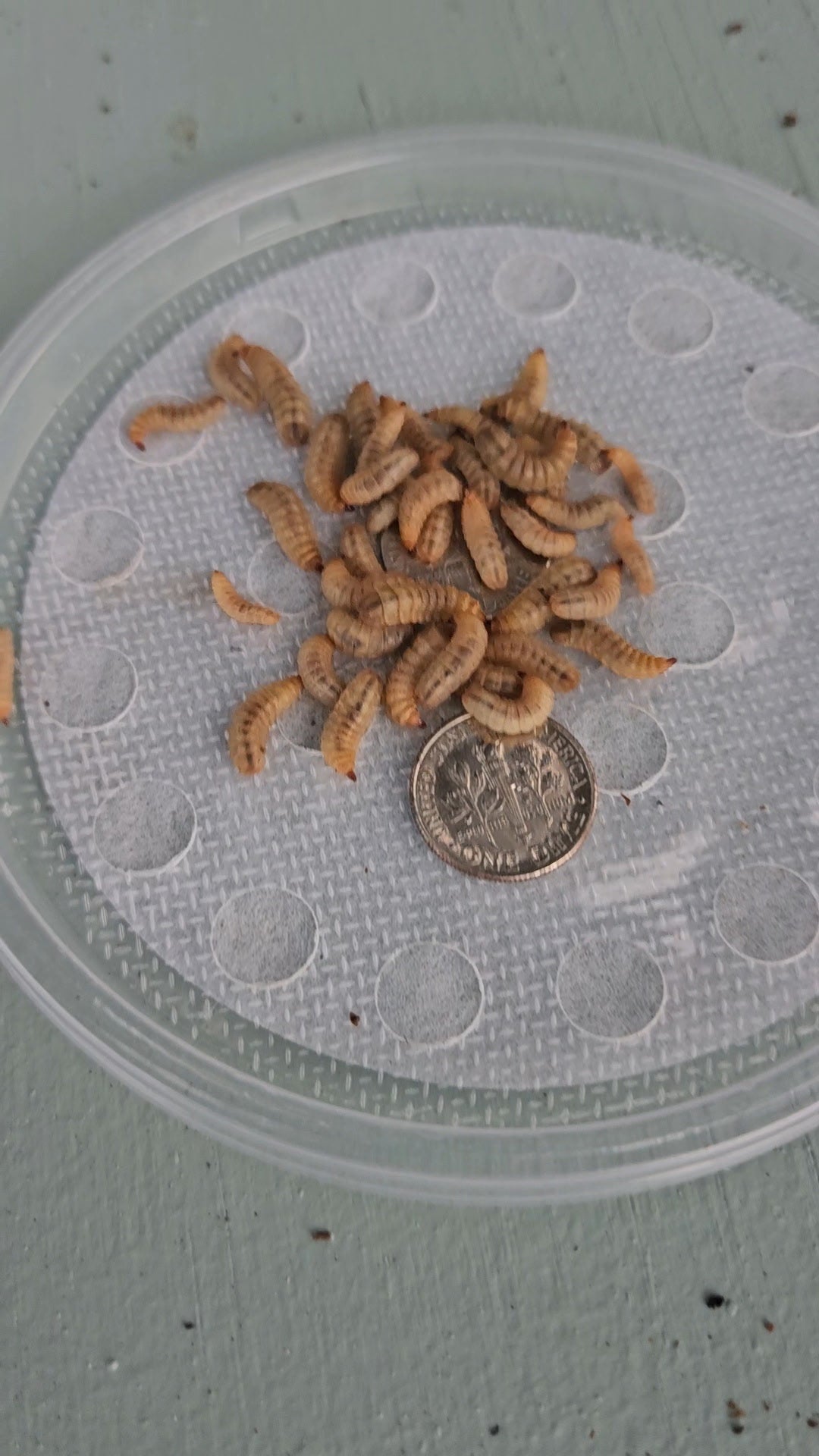 Live Black Soldier Fly Larvae, Mixed 500 Count