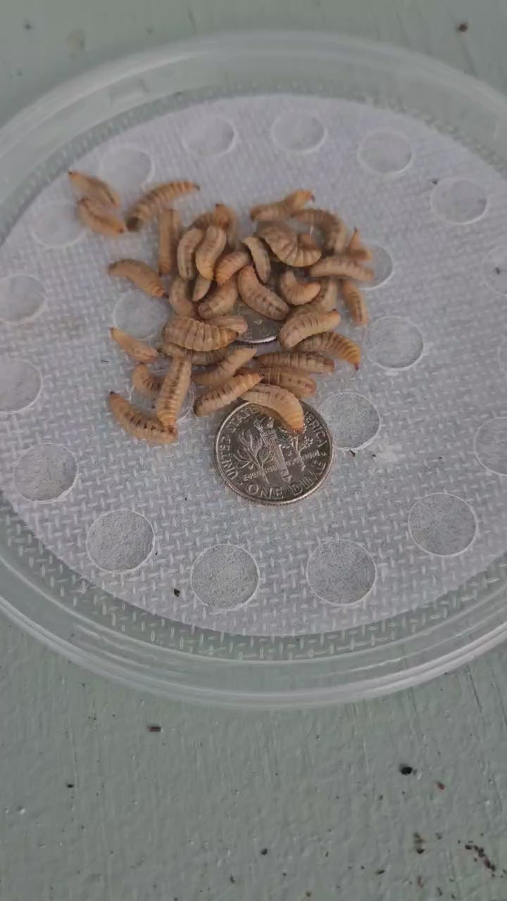 Live Black Soldier Fly mixed 5000 count